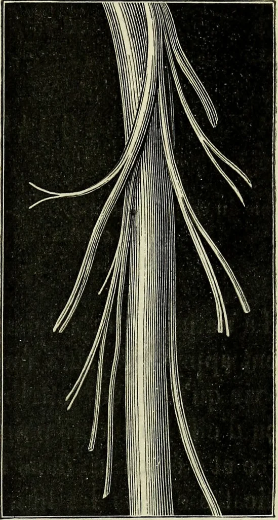 An illustration from Le corps humain / par A. Le Pileur., 1873, leaf 25