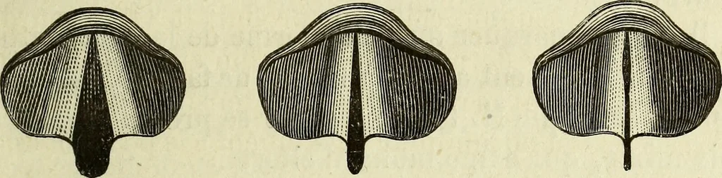 An illustration from Le corps humain / par A. Le Pileur., 1873, leaf 331