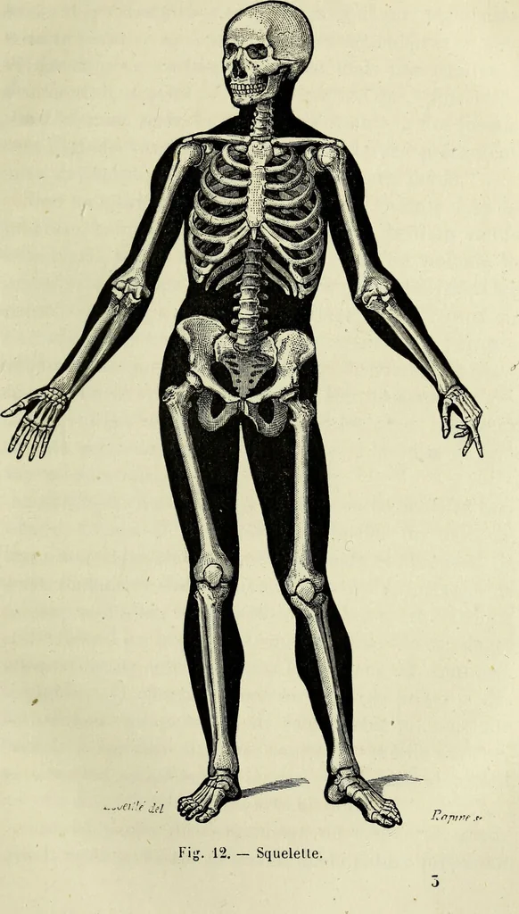An illustration from Le corps humain / par A. Le Pileur., 1873, leaf 43