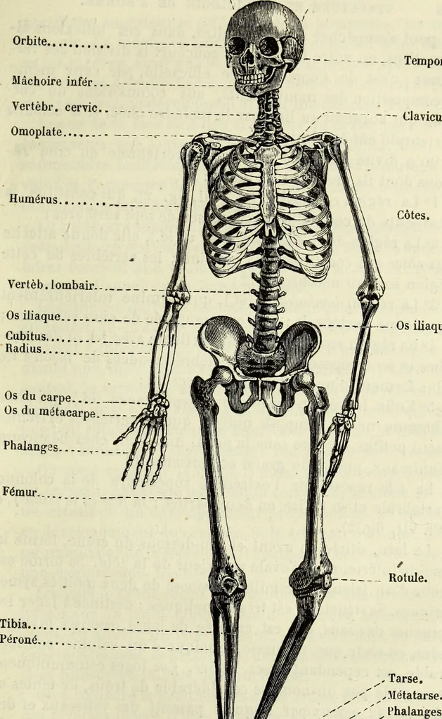 An illustration from Le corps humain / par A. Le Pileur., 1873, leaf 507