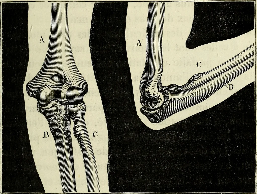 An illustration from Le corps humain / par A. Le Pileur., 1873, leaf 51