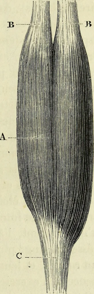 An illustration from Le corps humain / par A. Le Pileur., 1873, leaf 53