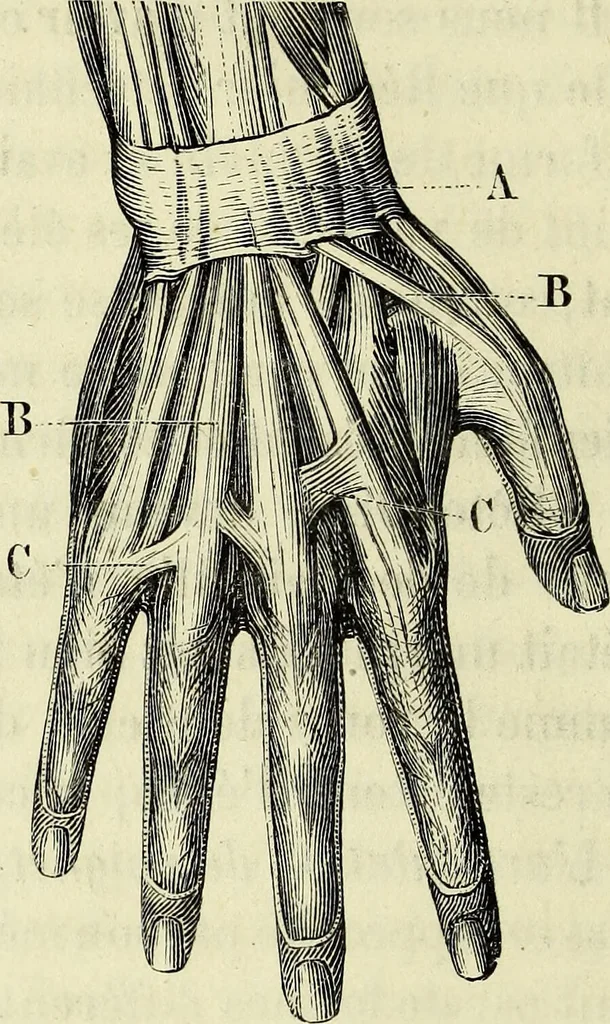 An illustration from Le corps humain / par A. Le Pileur., 1873, leaf 68