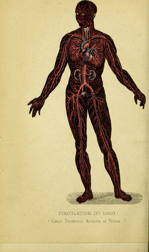 An illustration from Le corps humain / par A. Le Pileur., 1873, leaf 8