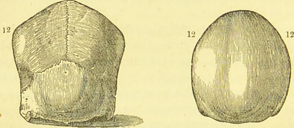 An illustration from Elements of phrenology / by George Combe., 1873, leaf 102