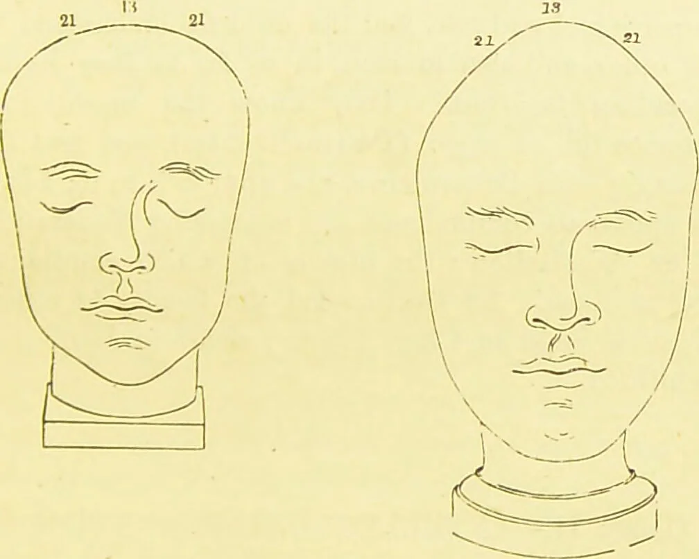 An illustration from Elements of phrenology / by George Combe., 1873, leaf 121