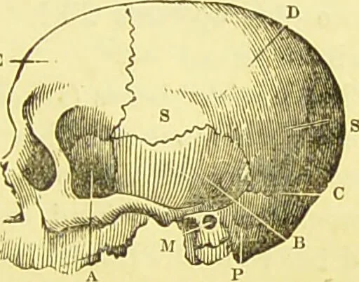 An illustration from Elements of phrenology / by George Combe., 1873, leaf 39