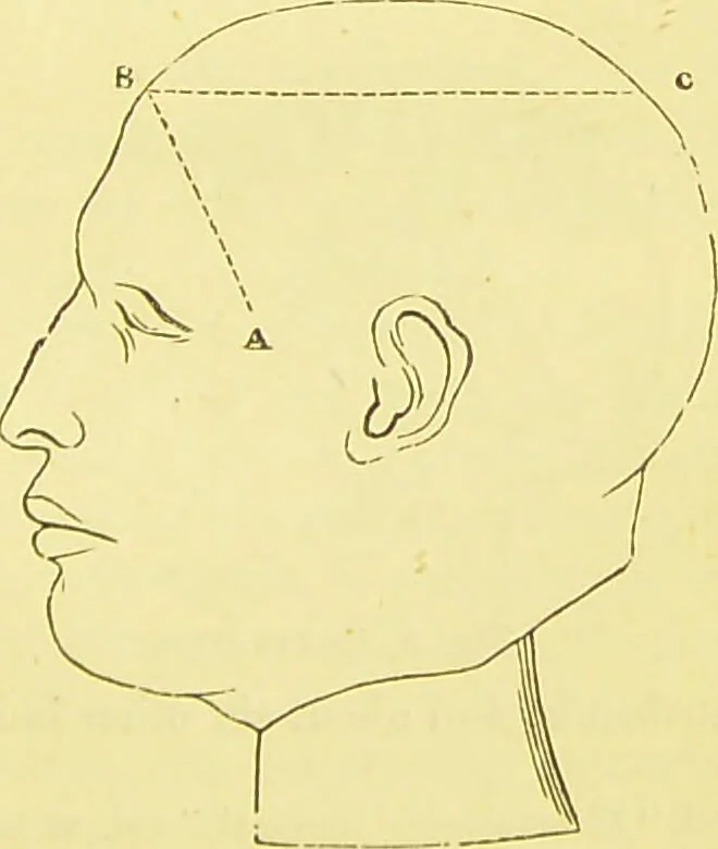 An illustration from Elements of phrenology / by George Combe., 1873, leaf 51