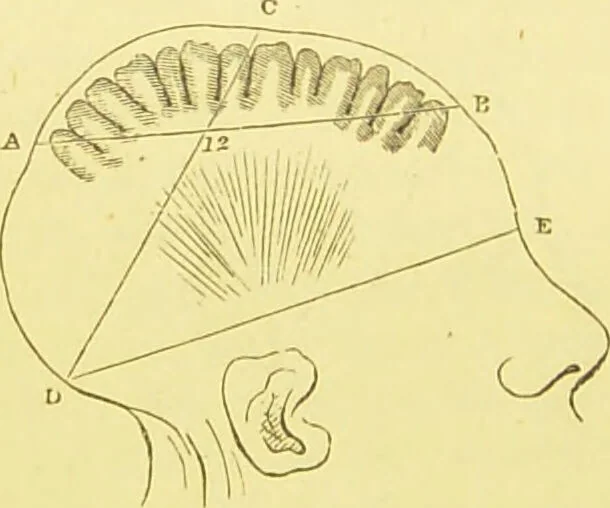 An illustration from Elements of phrenology / by George Combe., 1873, leaf 52