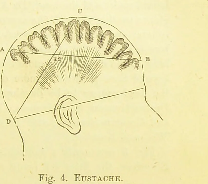 An illustration from Elements of phrenology / by George Combe., 1873, leaf 53