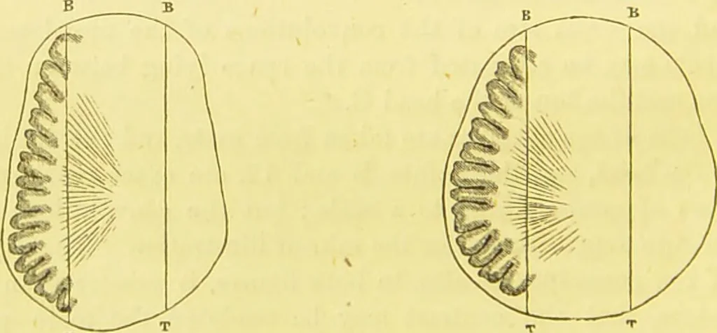 An illustration from Elements of phrenology / by George Combe., 1873, leaf 54