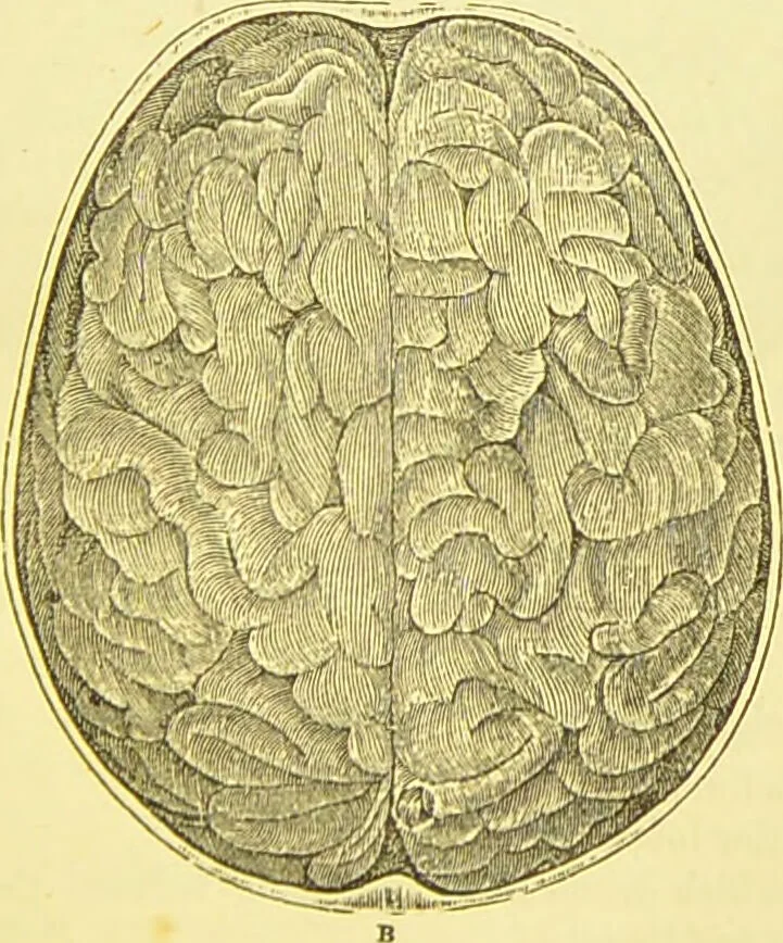 An illustration from Elements of phrenology / by George Combe., 1873, leaf 55