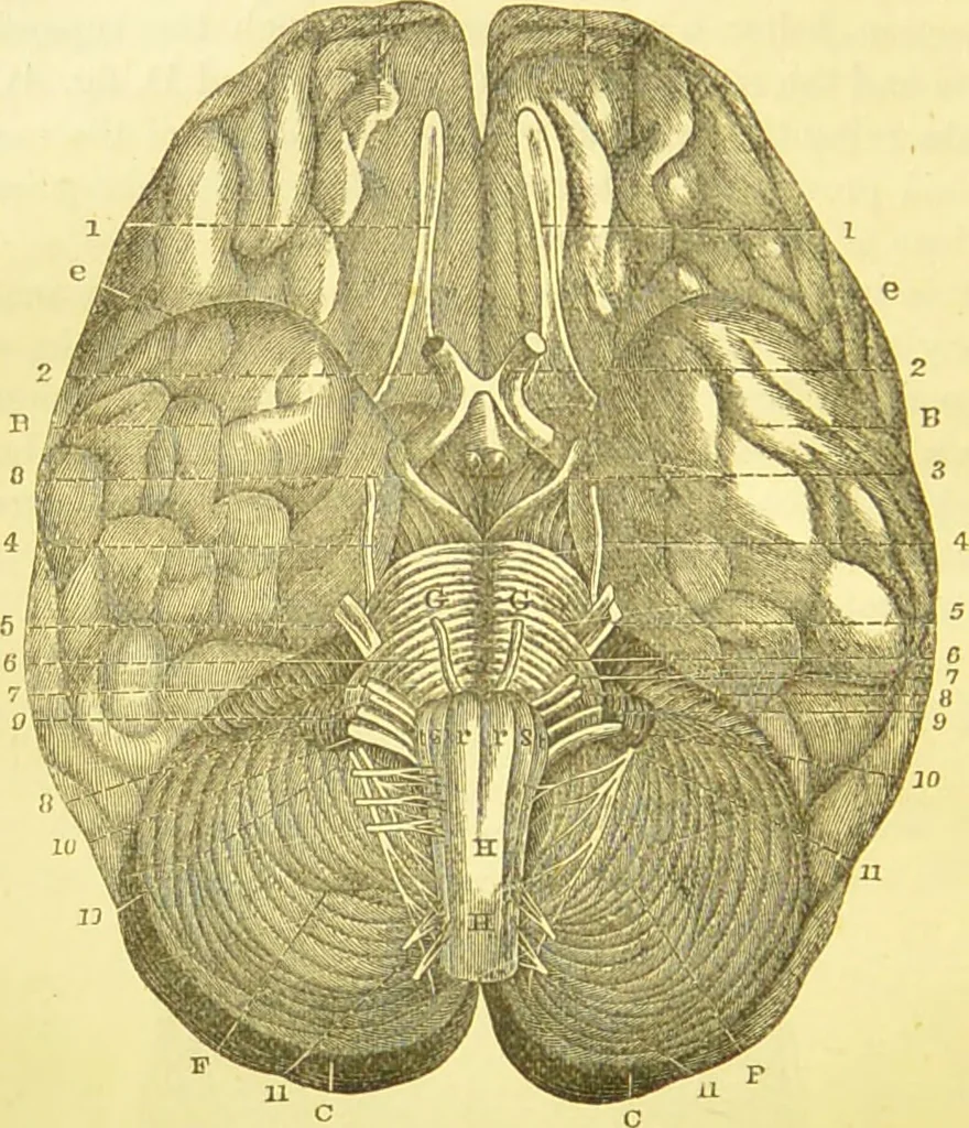 An illustration from Elements of phrenology / by George Combe., 1873, leaf 56