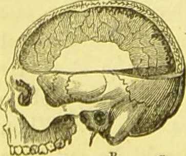 An illustration from Elements of phrenology / by George Combe., 1873, leaf 60