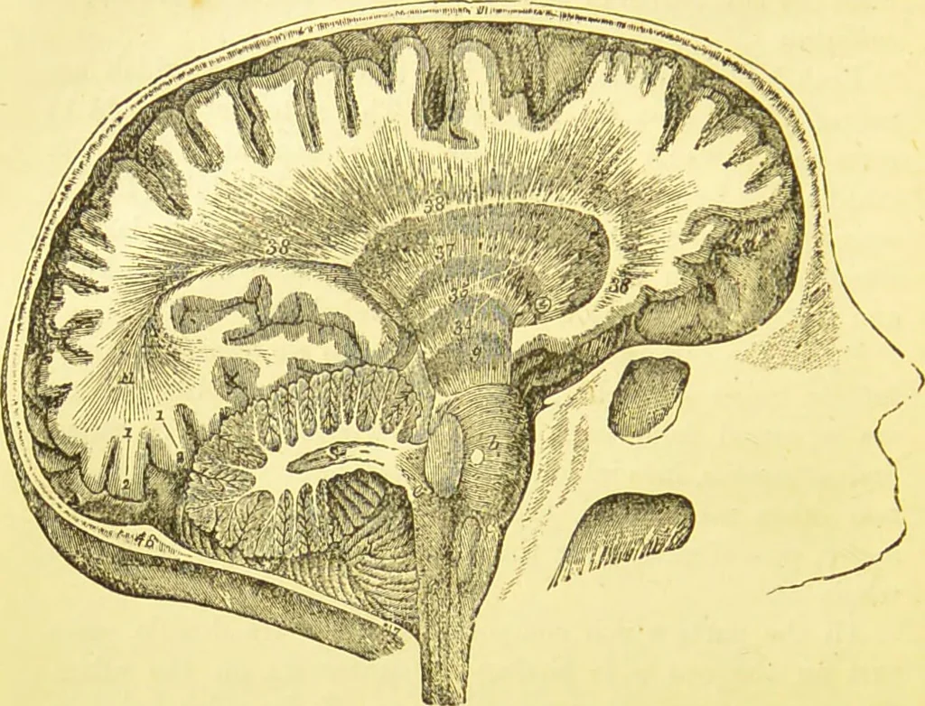 An illustration from Elements of phrenology / by George Combe., 1873, leaf 62