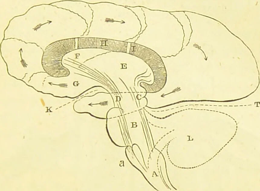 An illustration from Elements of phrenology / by George Combe., 1873, leaf 63