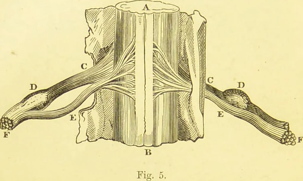 An illustration from Elements of phrenology / by George Combe., 1873, leaf 64