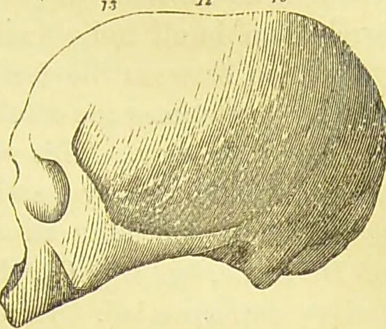 An illustration from Elements of phrenology / by George Combe., 1873, leaf 75