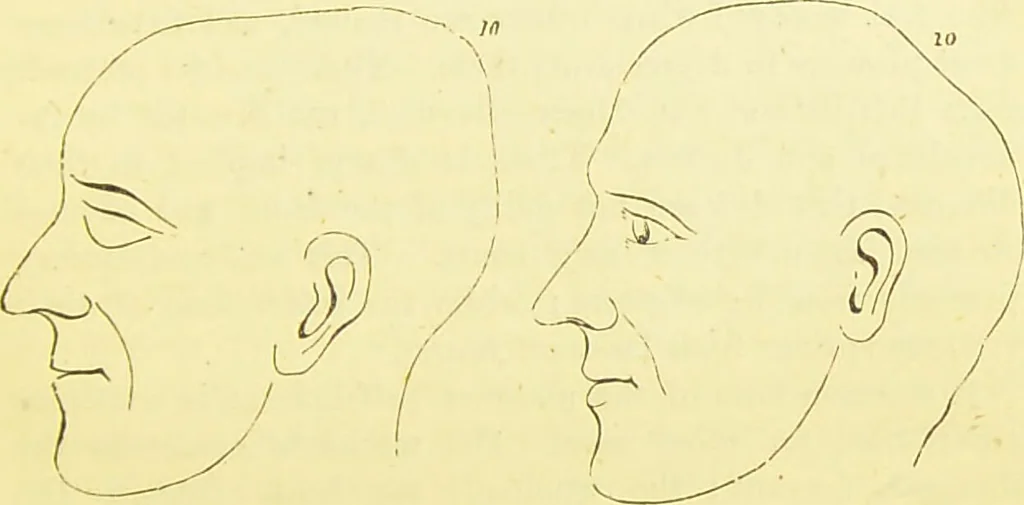 An illustration from Elements of phrenology / by George Combe., 1873, leaf 97