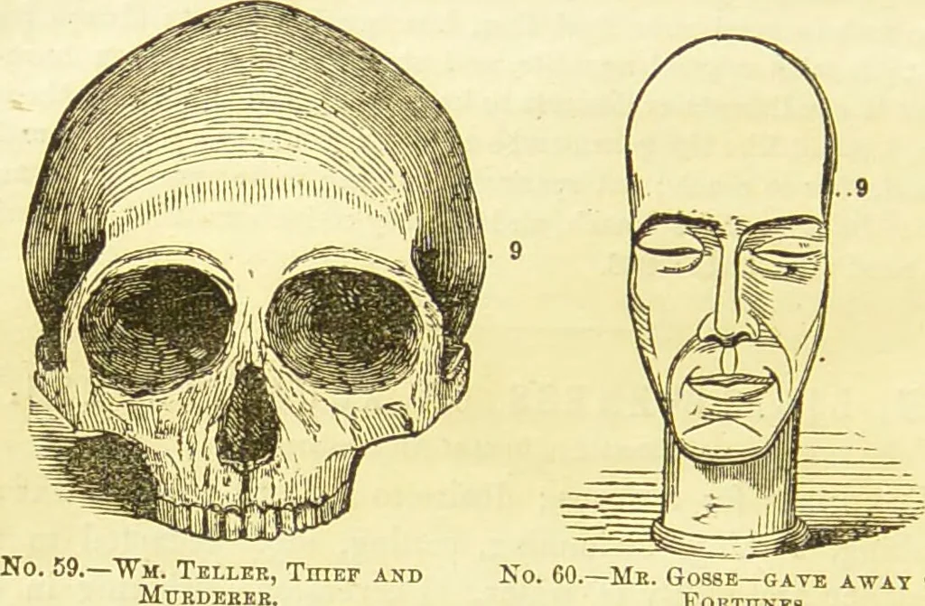 An illustration from New illustrated self-instructor in phrenology and physiology : together with the chart and character of ... as marked by ... / by O.S. and L.N. Fowler., 1877, leaf 104