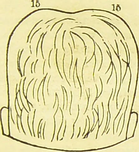 An illustration from New illustrated self-instructor in phrenology and physiology : together with the chart and character of ... as marked by ... / by O.S. and L.N. Fowler., 1877, leaf 121