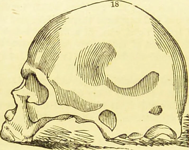 An illustration from New illustrated self-instructor in phrenology and physiology : together with the chart and character of ... as marked by ... / by O.S. and L.N. Fowler., 1877, leaf 128