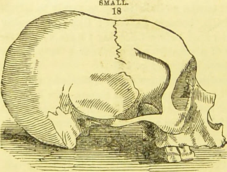 An illustration from New illustrated self-instructor in phrenology and physiology : together with the chart and character of ... as marked by ... / by O.S. and L.N. Fowler., 1877, leaf 128