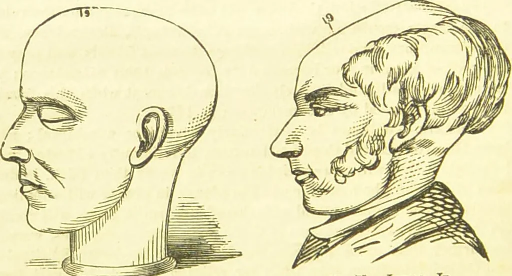 An illustration from New illustrated self-instructor in phrenology and physiology : together with the chart and character of ... as marked by ... / by O.S. and L.N. Fowler., 1877, leaf 130