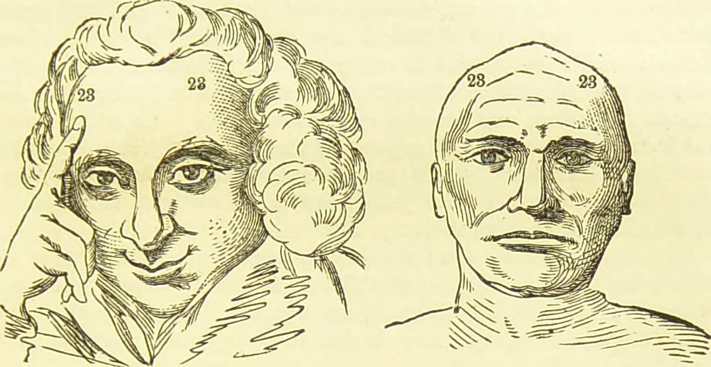 An illustration from New illustrated self-instructor in phrenology and physiology : together with the chart and character of ... as marked by ... / by O.S. and L.N. Fowler., 1877, leaf 141
