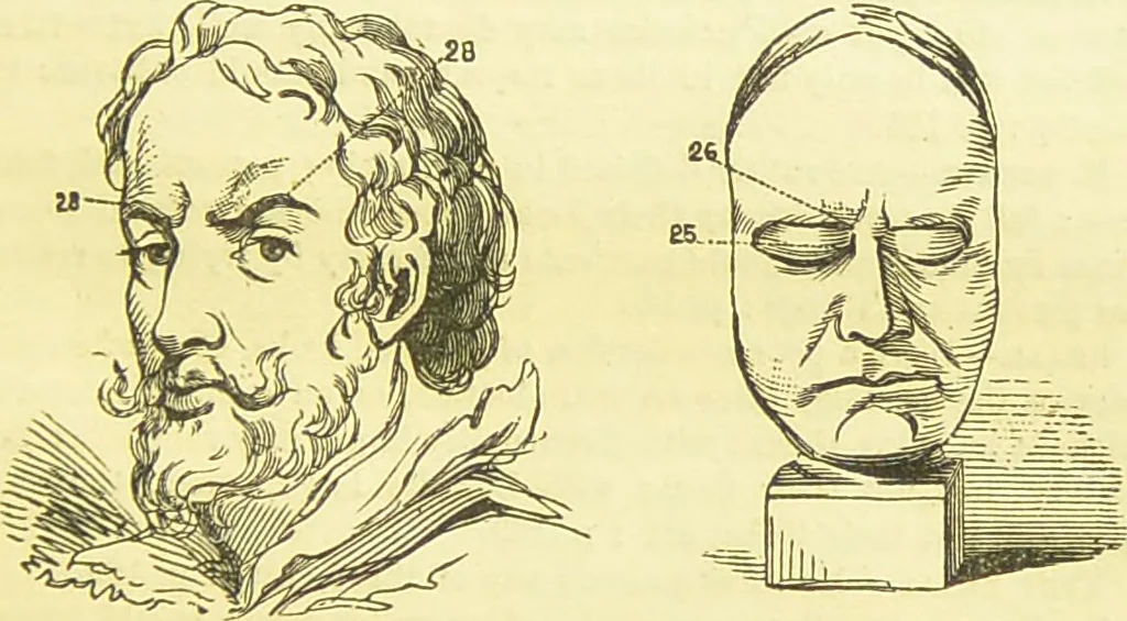 An illustration from New illustrated self-instructor in phrenology and physiology : together with the chart and character of ... as marked by ... / by O.S. and L.N. Fowler., 1877, leaf 147