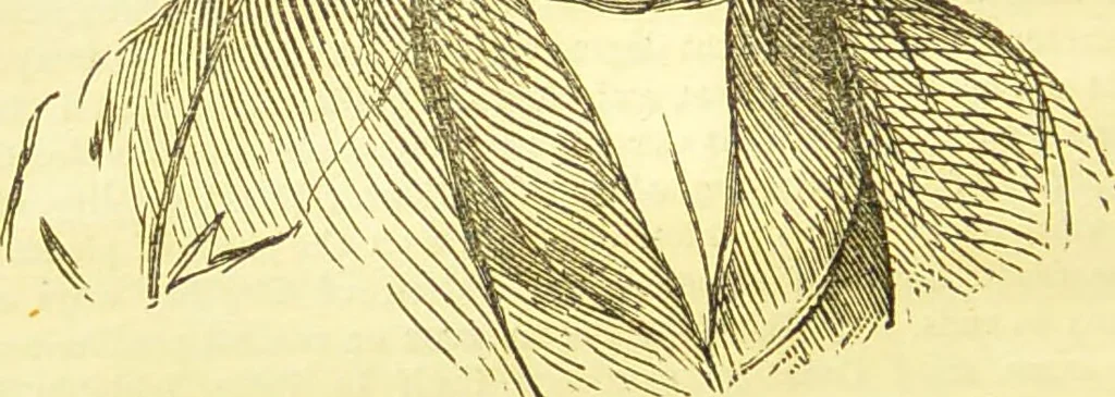 An illustration from New illustrated self-instructor in phrenology and physiology : together with the chart and character of ... as marked by ... / by O.S. and L.N. Fowler., 1877, leaf 24