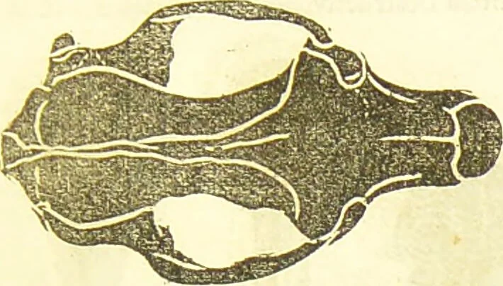 An illustration from New illustrated self-instructor in phrenology and physiology : together with the chart and character of ... as marked by ... / by O.S. and L.N. Fowler., 1877, leaf 67
