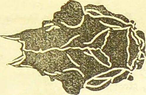 An illustration from New illustrated self-instructor in phrenology and physiology : together with the chart and character of ... as marked by ... / by O.S. and L.N. Fowler., 1877, leaf 67