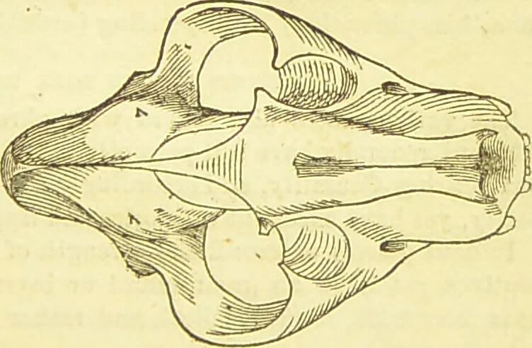 An illustration from New illustrated self-instructor in phrenology and physiology : together with the chart and character of ... as marked by ... / by O.S. and L.N. Fowler., 1877, leaf 67
