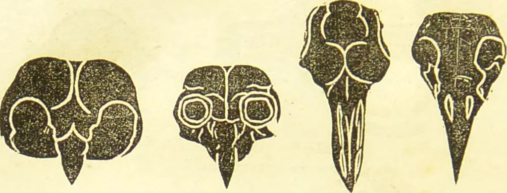 An illustration from New illustrated self-instructor in phrenology and physiology : together with the chart and character of ... as marked by ... / by O.S. and L.N. Fowler., 1877, leaf 68