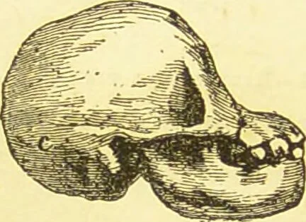 An illustration from New illustrated self-instructor in phrenology and physiology : together with the chart and character of ... as marked by ... / by O.S. and L.N. Fowler., 1877, leaf 68