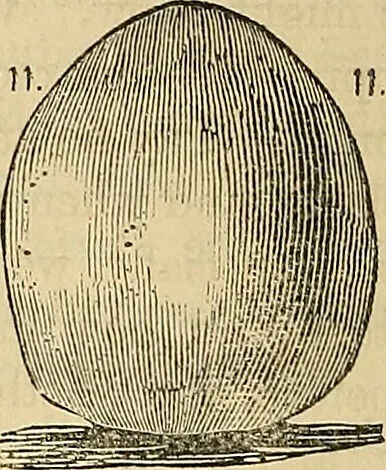 An illustration from How to teach according to temperament and mental development or : Phrenology in the school-room and the family / by Nelson Sizer., 1877, leaf 256