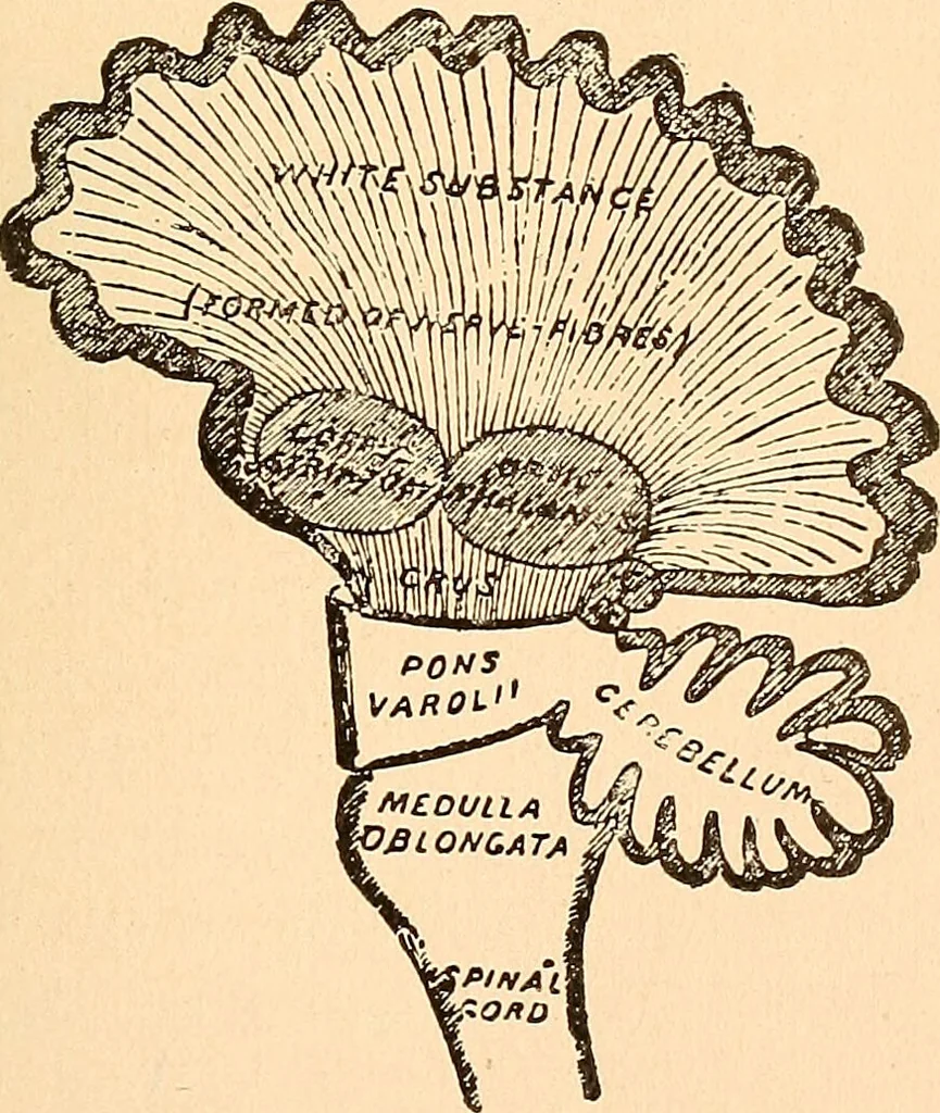 An illustration from Key to phrenology / by Prof. Wm. Seymour, practical phrenologist & psychologist, of Philadelphia., 1890, leaf 23