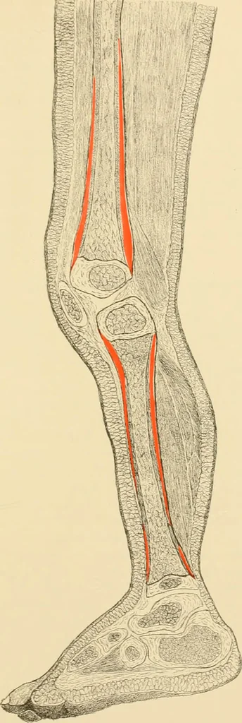 An illustration from Pediatrics : the hygienic and medical treatment of children / by Thomas Morgan Rotch., 1898, leaf 1159