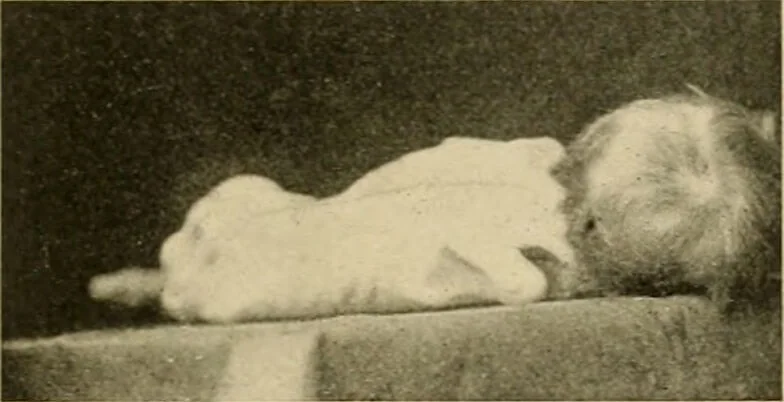 An illustration from Pediatrics : the hygienic and medical treatment of children / by Thomas Morgan Rotch., 1898, leaf 1179