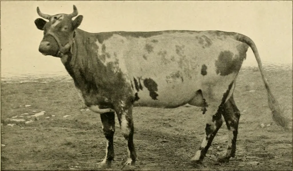 An illustration from Pediatrics : the hygienic and medical treatment of children / by Thomas Morgan Rotch., 1898, leaf 257