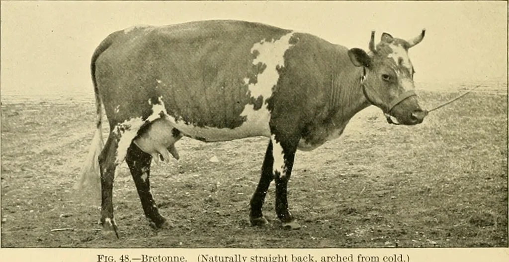 An illustration from Pediatrics : the hygienic and medical treatment of children / by Thomas Morgan Rotch., 1898, leaf 258