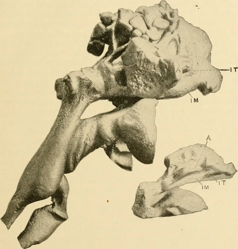 An illustration from Pediatrics : the hygienic and medical treatment of children / by Thomas Morgan Rotch., 1898, leaf 41