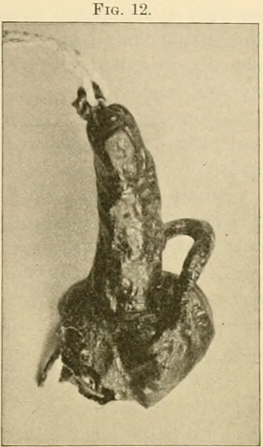 An illustration from Pediatrics : the hygienic and medical treatment of children / by Thomas Morgan Rotch., 1898, leaf 57