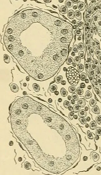 An illustration from Pediatrics : the hygienic and medical treatment of children / by Thomas Morgan Rotch., 1898, leaf 590