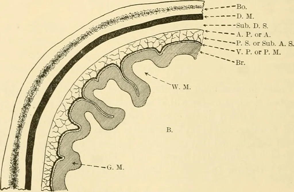 An illustration from Pediatrics : the hygienic and medical treatment of children / by Thomas Morgan Rotch., 1898, leaf 648