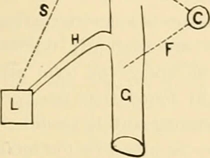 An illustration from Pediatrics : the hygienic and medical treatment of children / by Thomas Morgan Rotch., 1898, leaf 807