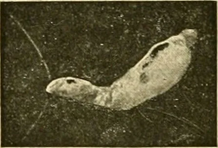 An illustration from Pediatrics : the hygienic and medical treatment of children / by Thomas Morgan Rotch., 1898, leaf 952