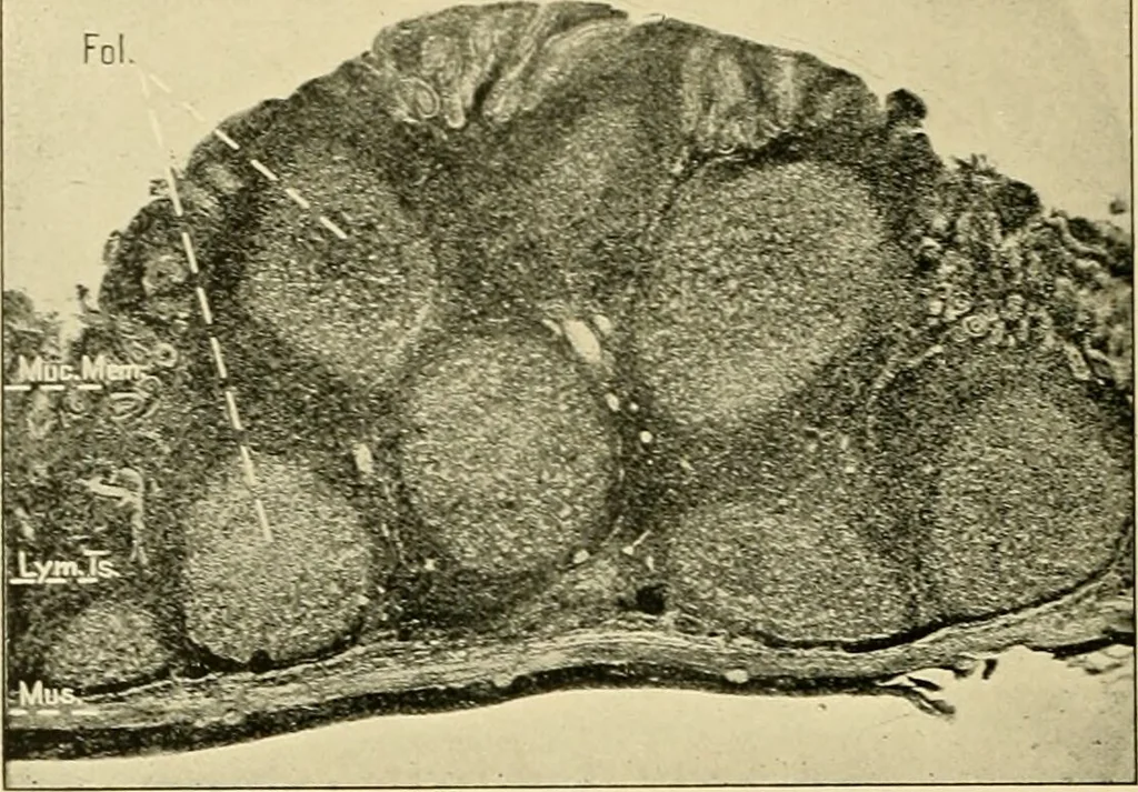 An illustration from Pediatrics : the hygienic and medical treatment of children / by Thomas Morgan Rotch., 1898, leaf 960