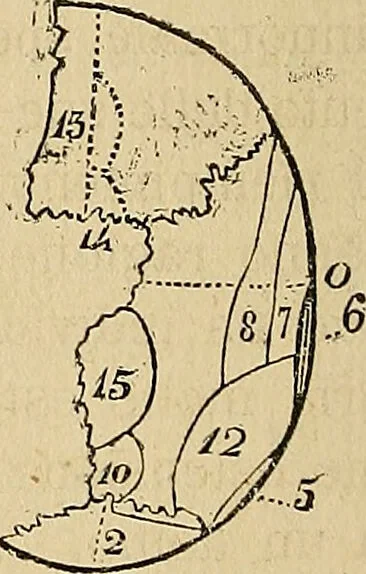 An illustration from Questioni filosofiche, sociali, mediche e medico-forensi : trattate coi principii della fisiologia del cervello / pel Dottore Biagio G. Miraglia., 1883, leaf 340